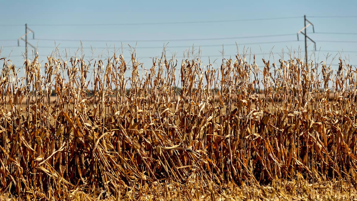 Trump kündigt Milliardenpaket für Landwirte an