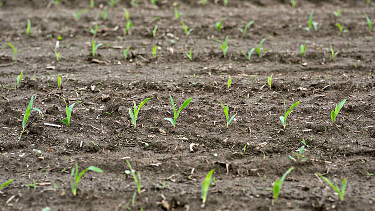 Syngenta posts Q2 2026 revenue, profit decline ahead of Hong Kong IPO