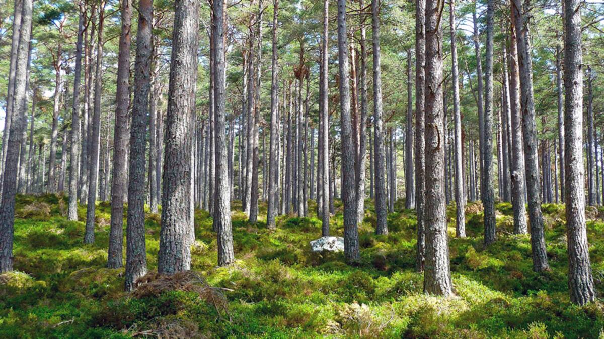Vom Ofen ins Bett: Europas Rückkehr zum Uraltbrennstoff Holz