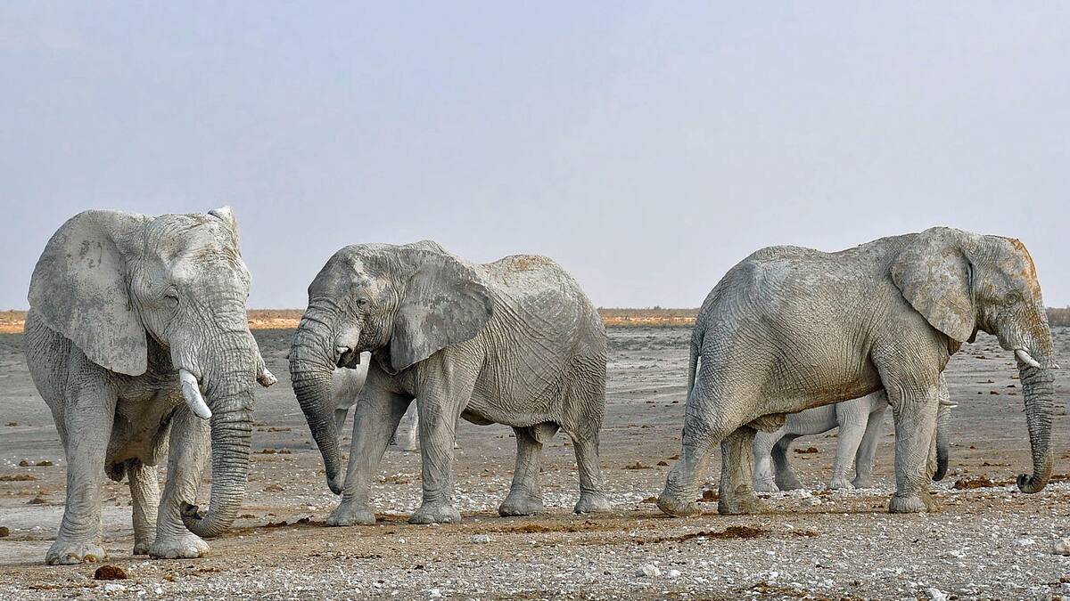 Nestlé, Roche und Novartis: Welches SMI-Schwergewicht hat 2023 die Nase vorn?