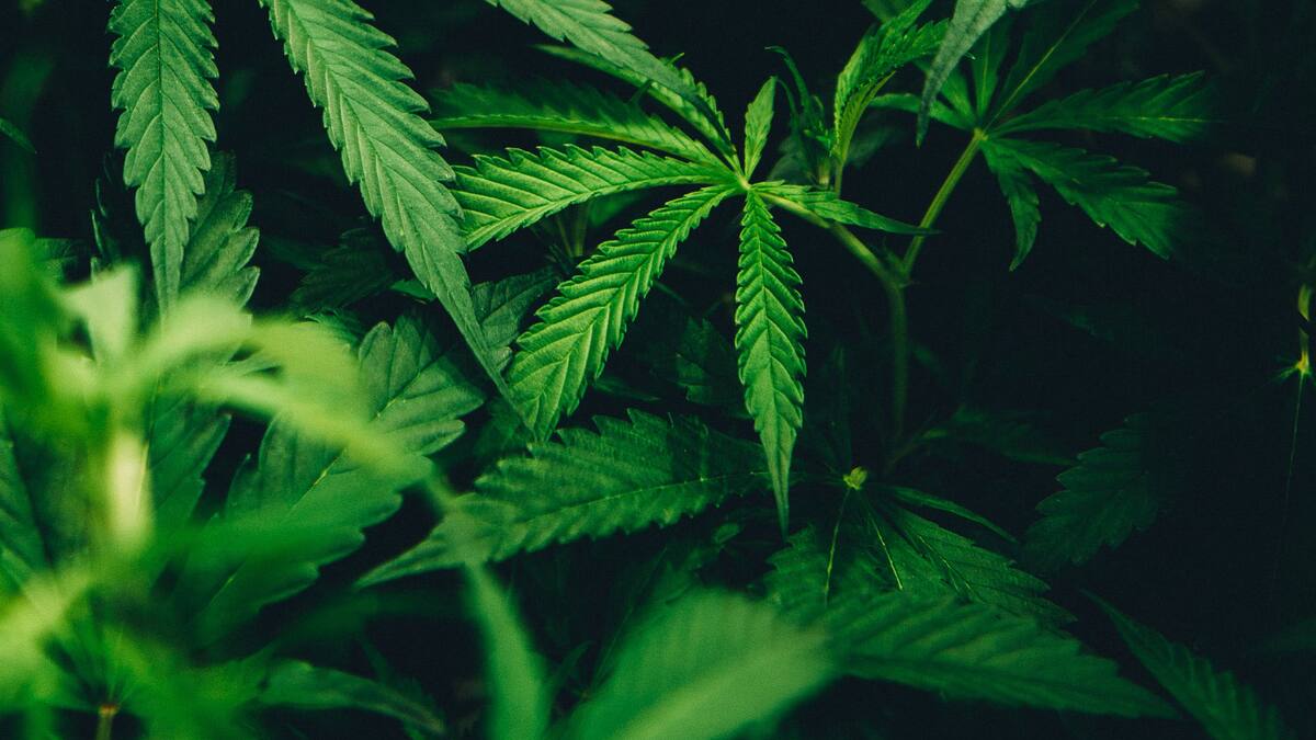 Wachstumsmarkt Cannabis: Canopy-Gründer Linton hält Anteil an deutscher SynBiotic