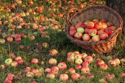 Julius Bär: Zweite Jahreshälfte gehört bei Aktien den «Stock-Pickern» Ein «Herbstchörbli» mit saftigen Äpfeln.
