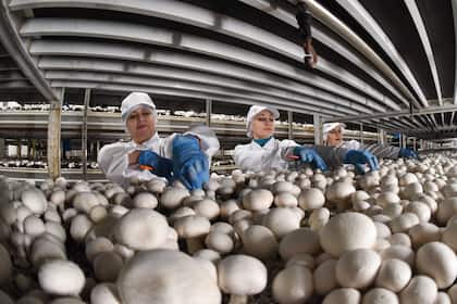 Arbeitskräftemangel in Russland verschärft sich durch Krieg und Demografie Arbeiterinnen in einer Fabrik für Pilz-Anbau in Krasnodar, Russland.