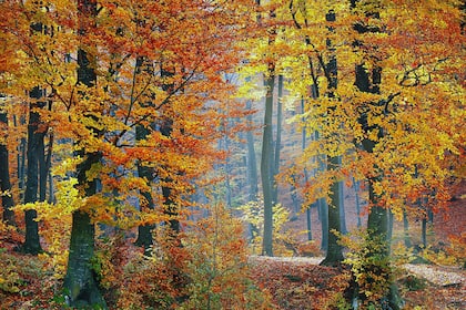 Schwächster Börsenmonat des Jahres hat eben erst begonnen Herbstliche Stimmung im Wald.