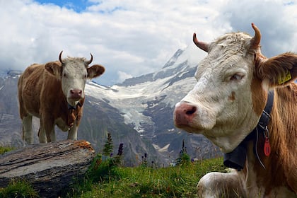 Wie viel Schweizer Bäuerinnen und Bauern wirklich verdienen Kühe auf einer Schweizer Alp.