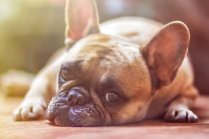 US-Investoren abwesend: Langweiliger Börsen-Dienstag voraus Die Schweizer Börse präsentiert sich die letzten Monate ziemlich antriebslos.