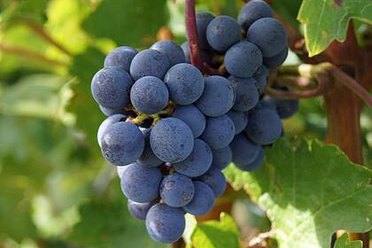 Deutsche Bank: 2024 wird ein guter Aktien-Jahrgang Basis für den Rotwein: Rote Weintrauben.