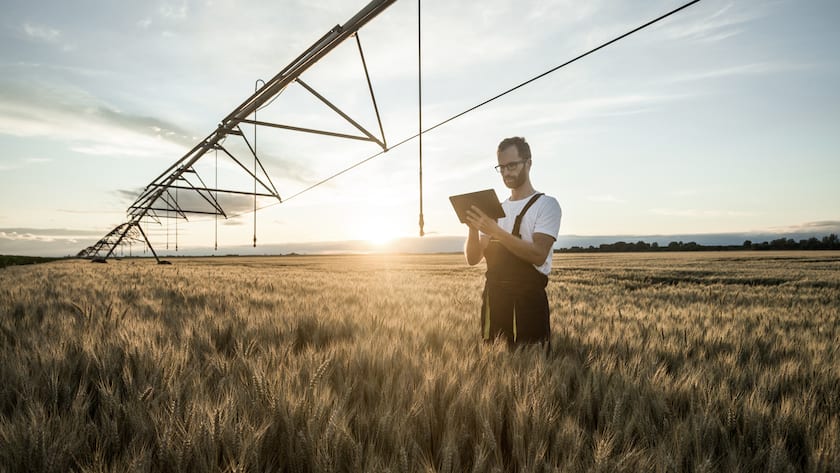 Serious young Caucasian farmer or agronomist standing in ripe wheat field beneath center pivot irrigation system and using a tablet at sunset