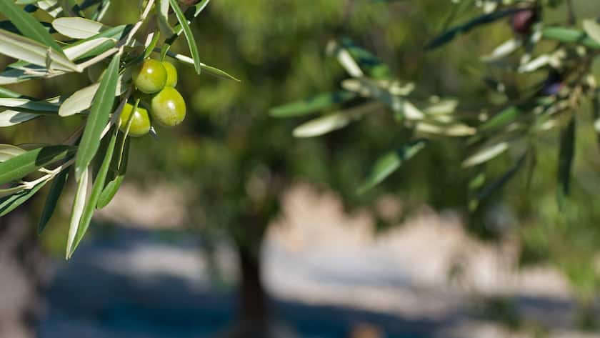 Ein Zweig eines Olivenbaums (2023).