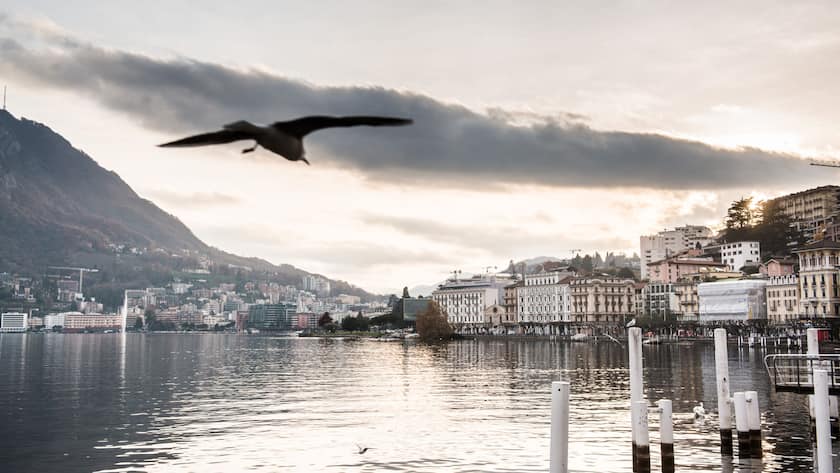 Eine Möwe fliegt in Lugano über den See.