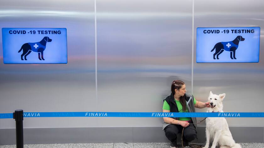 Ein Covid-19-Spürhund am Flughafen von Helsinki. 22.09.2020