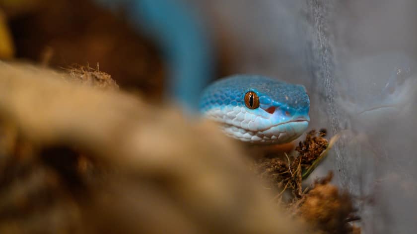 Die Algorithmen der französischen Grossbank BNP Paribas sind nach Reptilien benannt.
