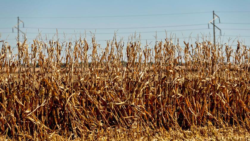 Ein Kornfeld in Clinton, Illinois (USA, 16. Oktober 2024).