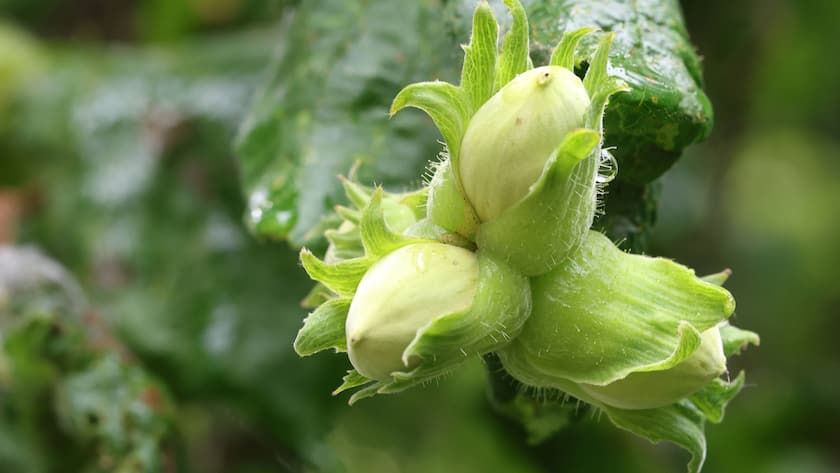Der Haselnussstrauch ist eine Pflanzenart aus der Familie der Birkengewächse.