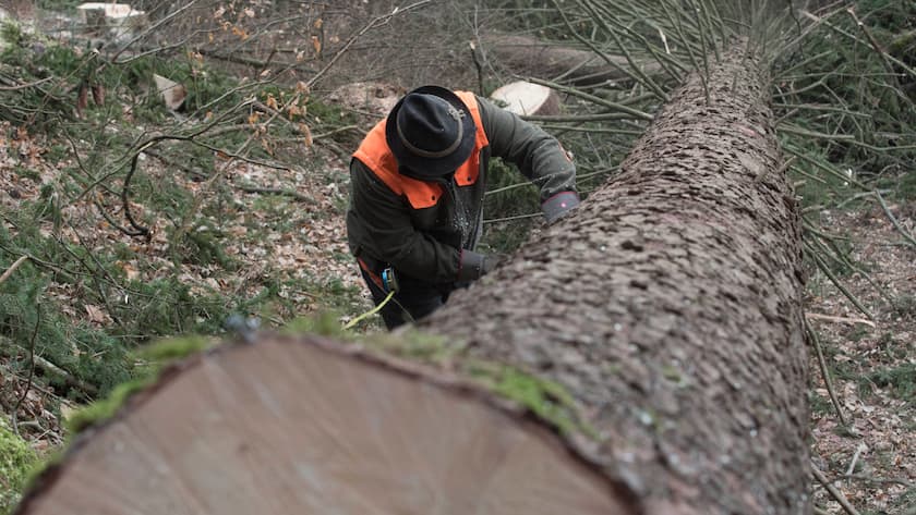 Ein Förster bearbeitet einen gefällten Baum.