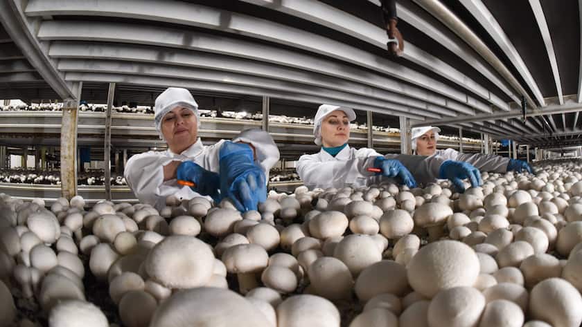 Arbeiterinnen in einer Fabrik für Pilz-Anbau in Krasnodar, Russland.