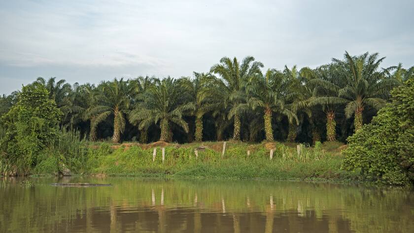 Palmöl-Plantage auf der Insel Borneo im zu Malaysia gehörenden Teilstaat Sabah.