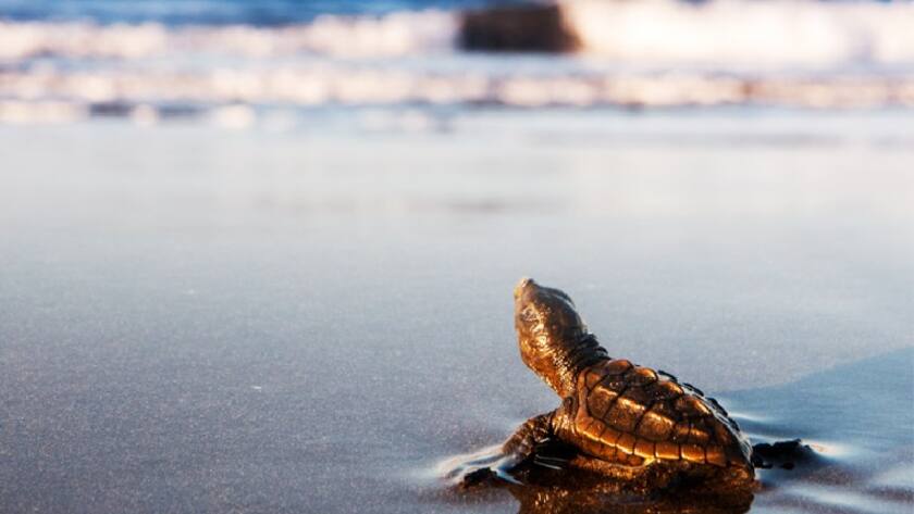 Robeco’s Globale Klimaumfrage 2023