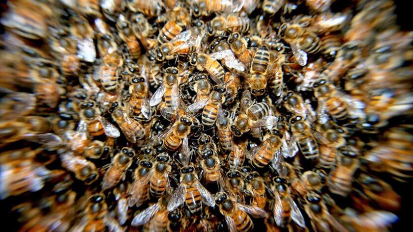 Ein Bienenschwarm sucht die Nähe zu seiner Königin.