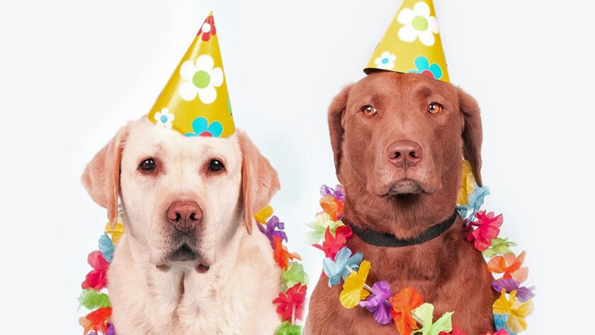 Anleger erhoffen sich von «Dogs» attraktive Dividendeneinnahmen.