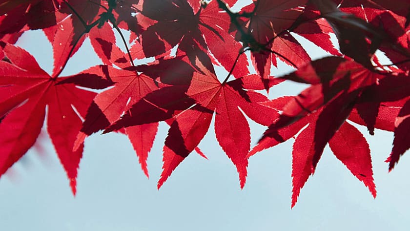 Im Herbst zeigen die Märkte häufig Aufwärtstendenzen.