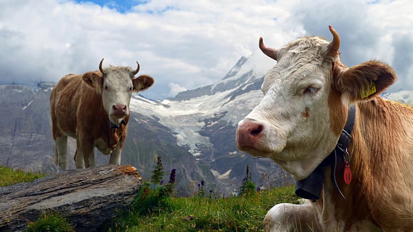Kühe auf einer Schweizer Alp.