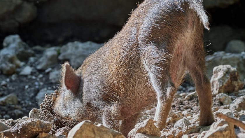 Nur wer fleissig sucht, findet die verborgenen Aktienperlen.