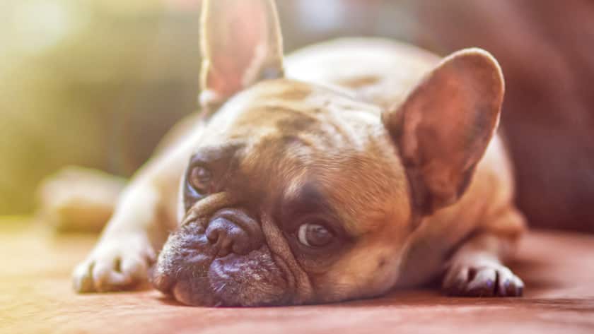 Die Schweizer Börse präsentiert sich die letzten Monate ziemlich antriebslos.