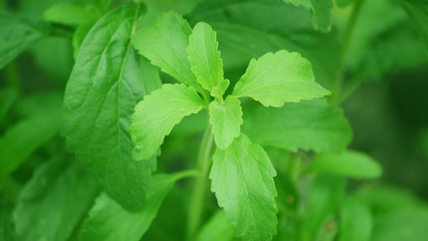Aus der Stevia-Pflanze lässt sich Süsstoff gewinnen.