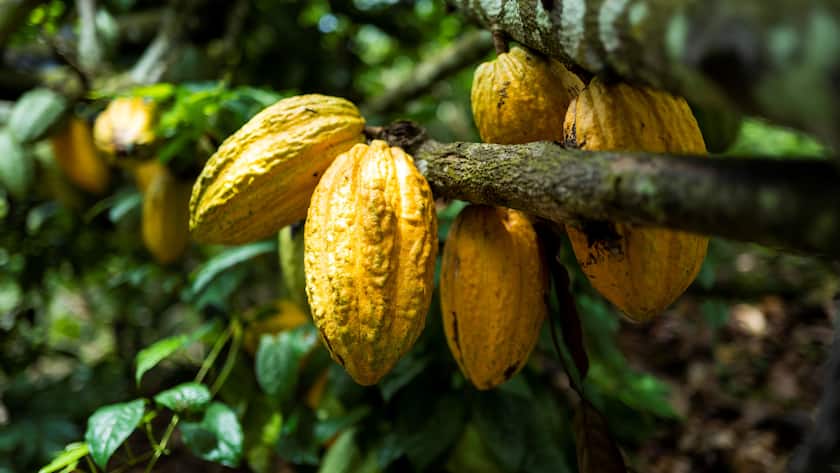 Eine Kakaofrucht an einem Baum. Aus den Bohnen wird Schokolade hergestellt.