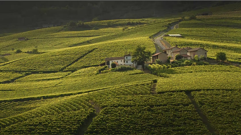 Chiarlo – das Herz des Piemonts Chiarlo – das Herz des Piemonts