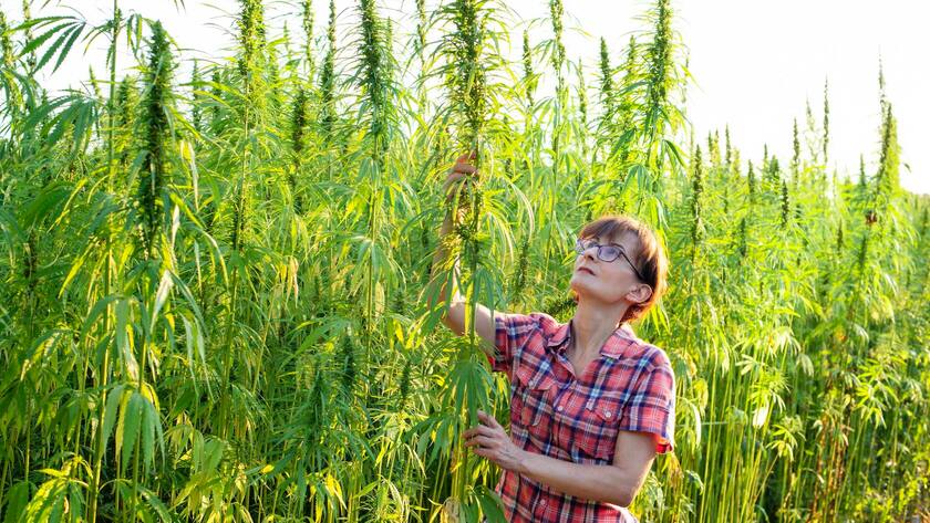 Der Markt für Marihuana wächst zwar kräftig, die niedrigen Eintrittshürden drückten aber auf die Preise.