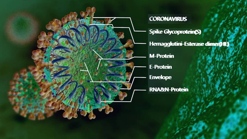 Mikroskopische Ansicht des Coronavirus.