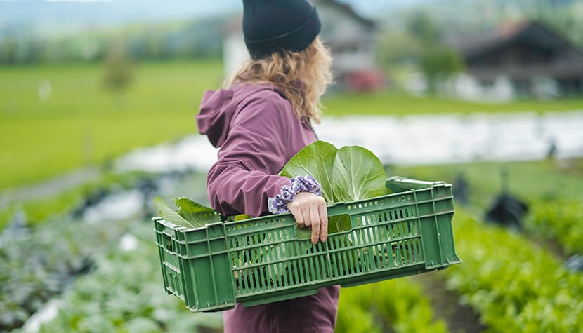 Knackig grün und voller wertvoller Nährstoffe: Jeannine von der Solawi Halde bei der Ernte von Federkohl.